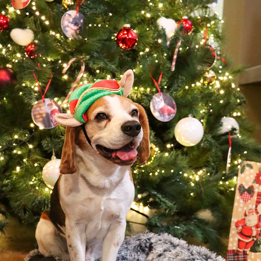Cappellini per cani Natale Orecchie Elf