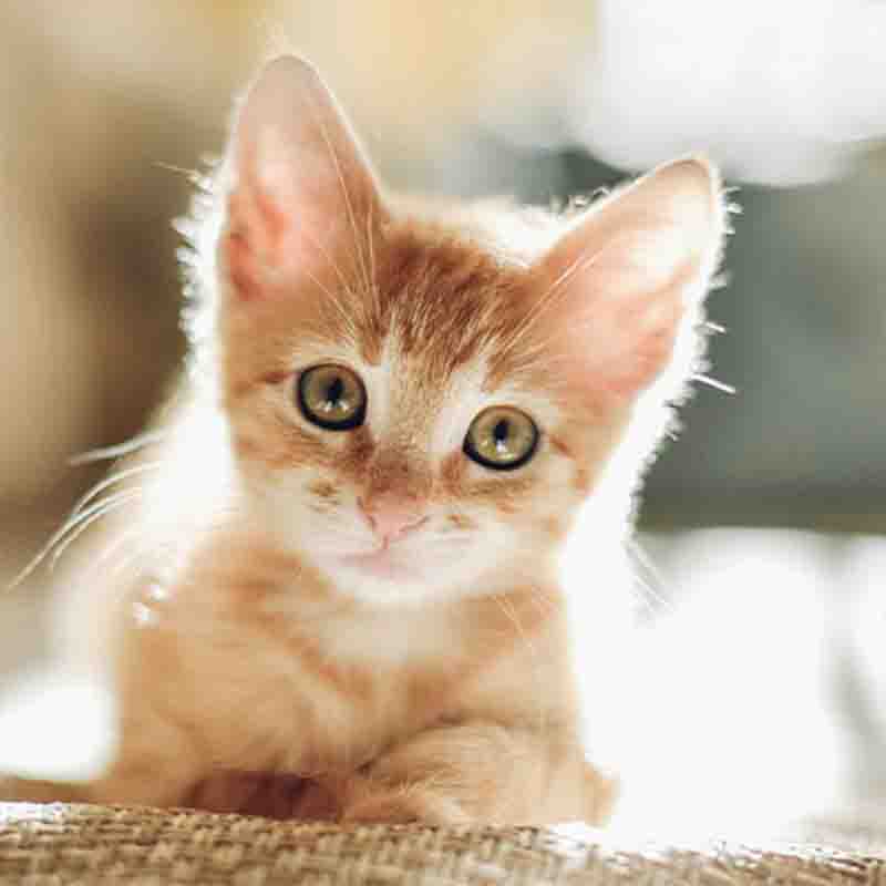 Cibo gatto Vibrisse Kitten