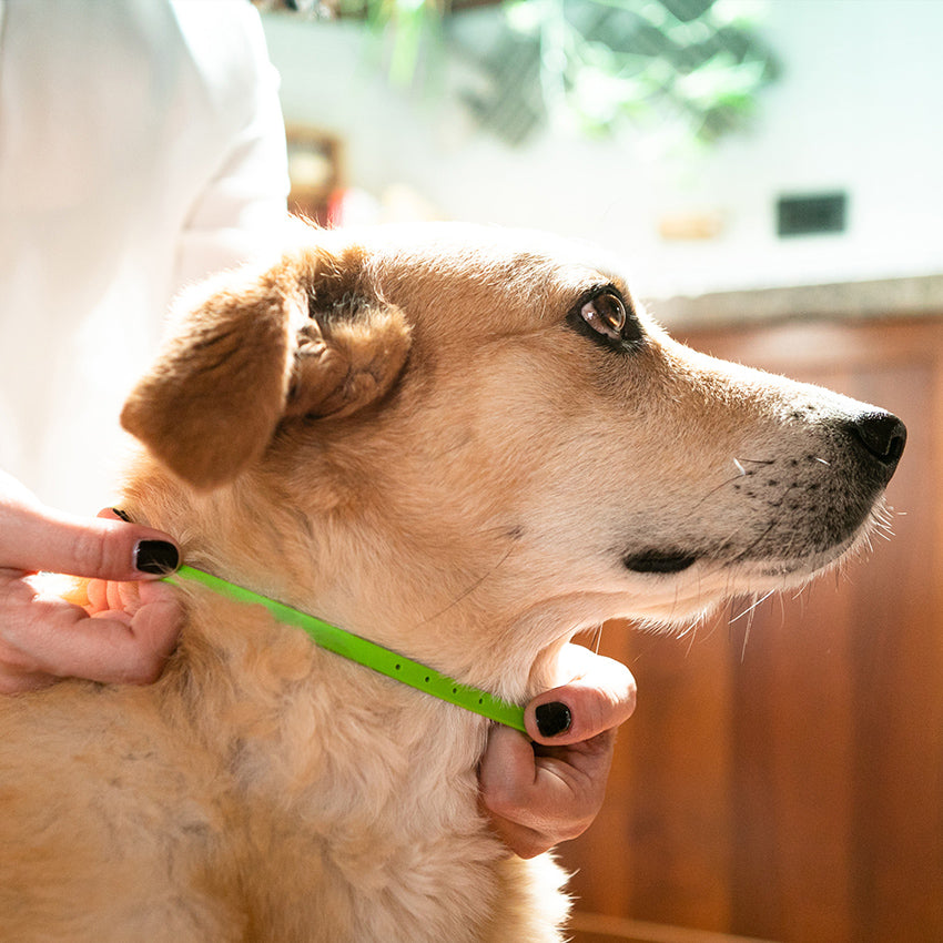 Neem Oil Collar for Dogs - Niki Natural Defence