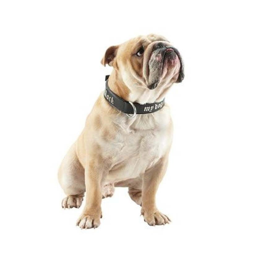 Bobby dog collar - Rock My Dog