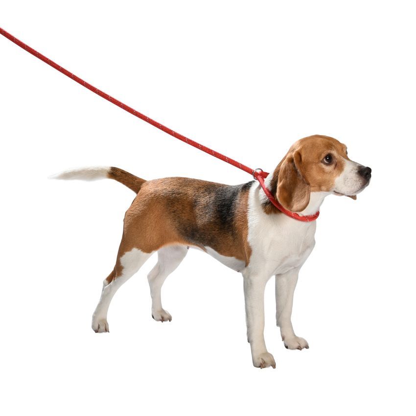Collare cane Bobby Walk Lasso