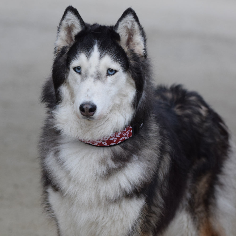 Collier pour chien Bobby - Monoï