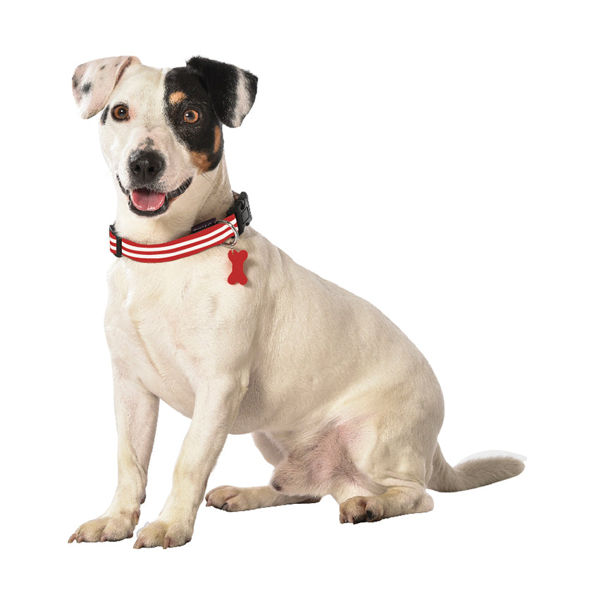 Collare per cane Bobby Stripe
