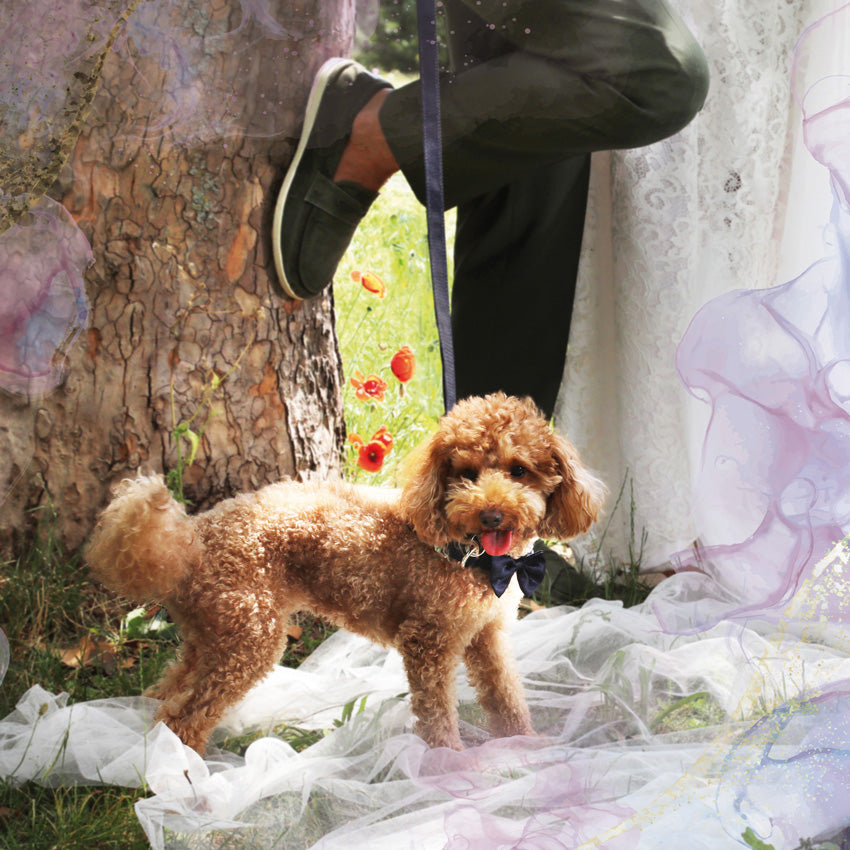 Ceremony: collare cane con papillon