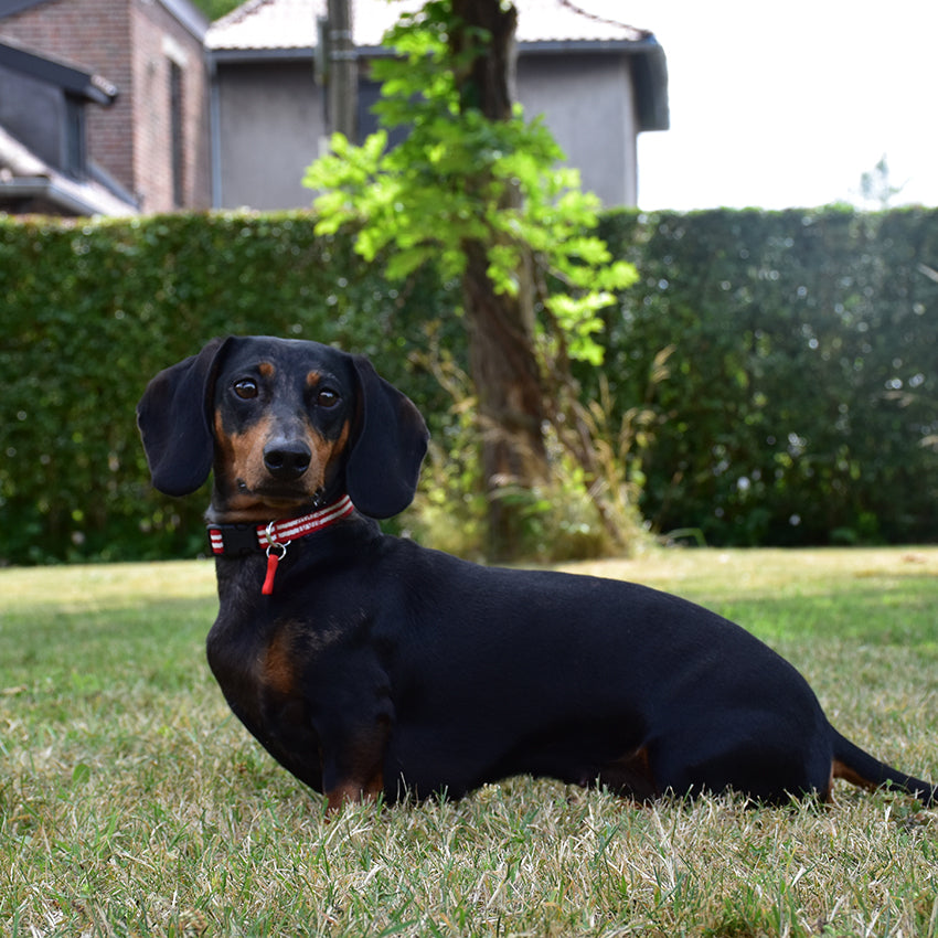 Collare per cani Bobby Stripe