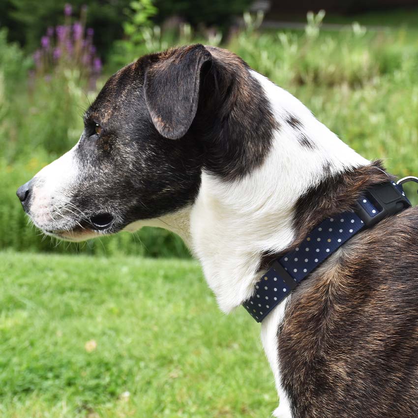 Collare per cani Pretty Blu Bobby