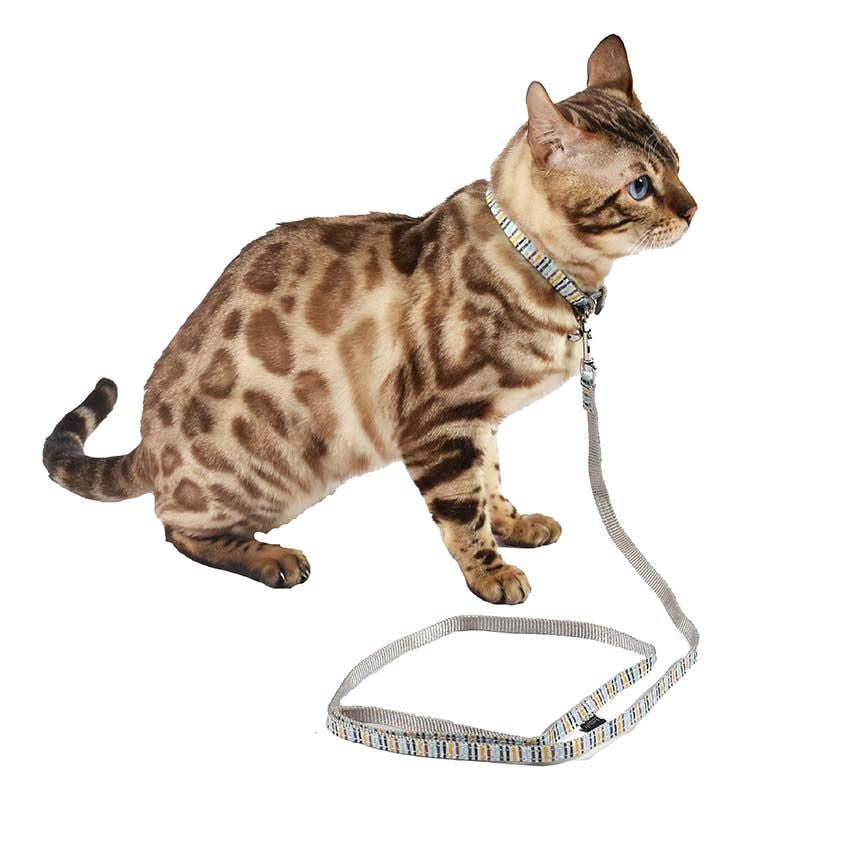 Collare per gatto Nala Grigio Bobby