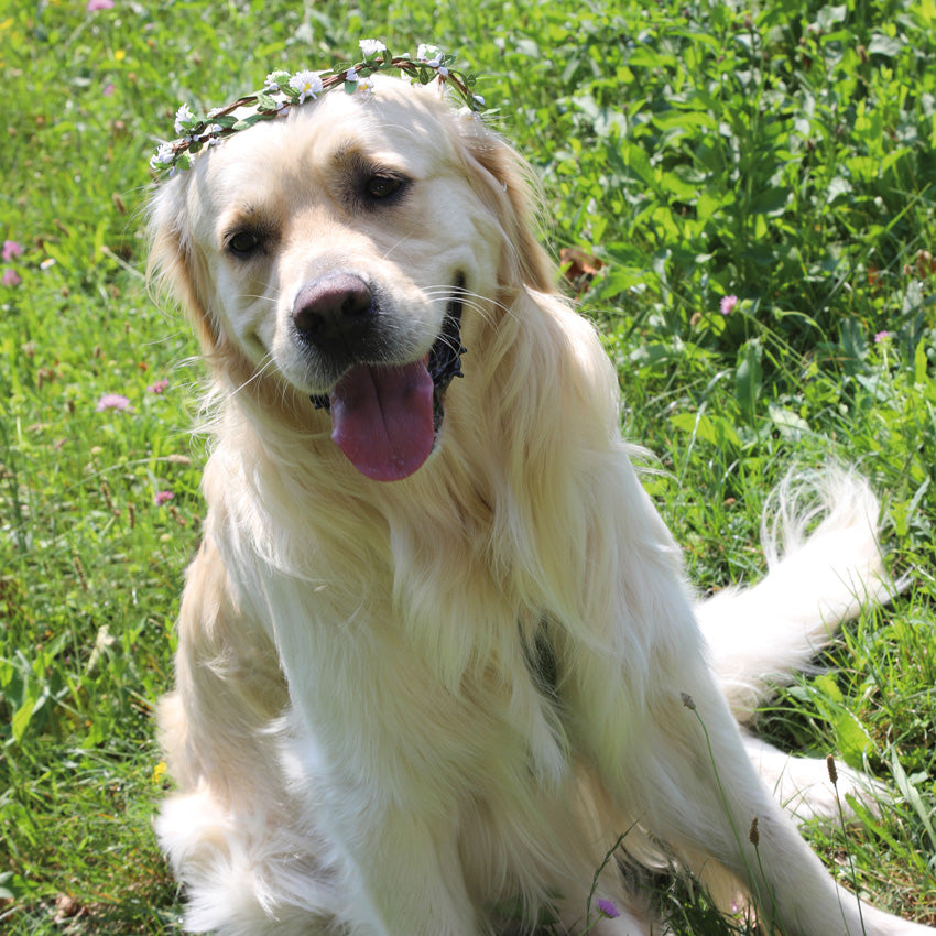 Flower crown for ceremony - Ceremony
