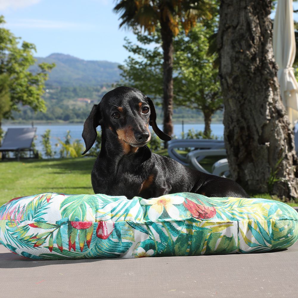 Cuccia per cagnolini Amazzonia