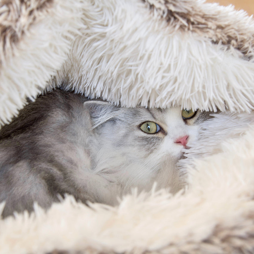 Lit pour chat - Bolla Poilu