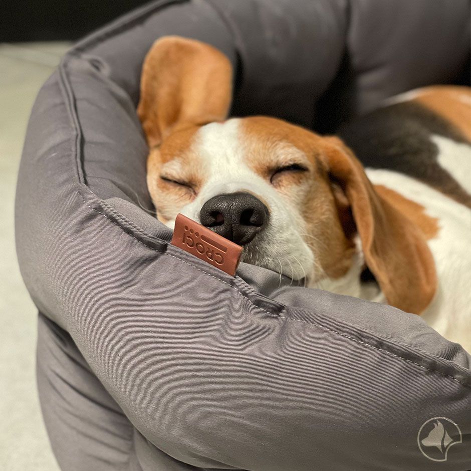 Cuccia cane Revenant Ellipse