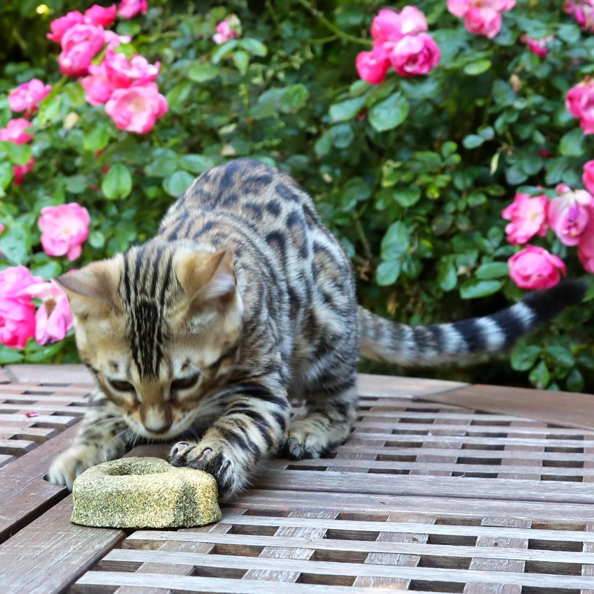 Euphoria: cuore di erba gatta