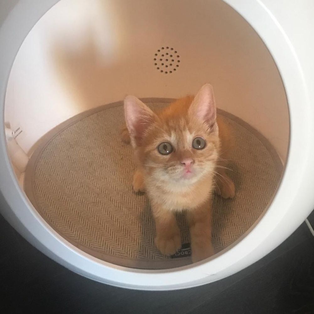 Domus technological kennel for cats and dogs