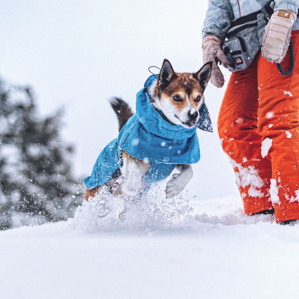 Waterproof dog jacket - Hiking Everest