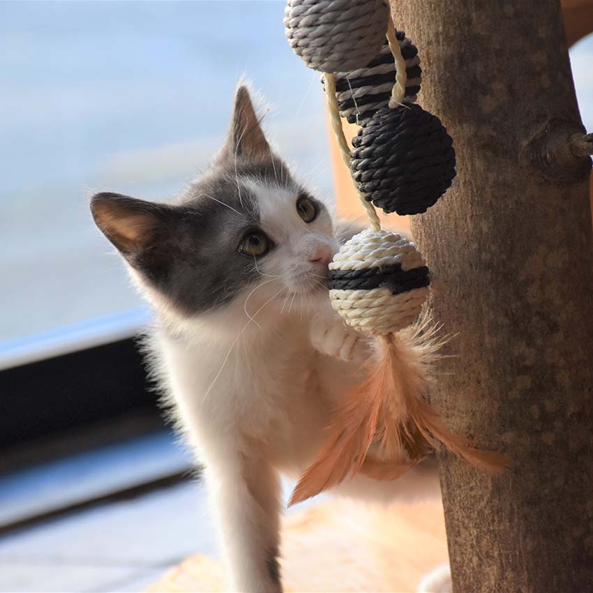 Jeu de griffoir Bobby Cat avec balles - Bille