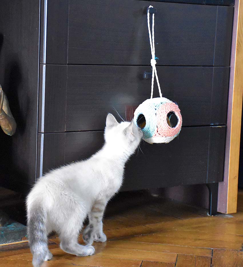 Faccette: gioco per gatto con palla graffiabile Bobby