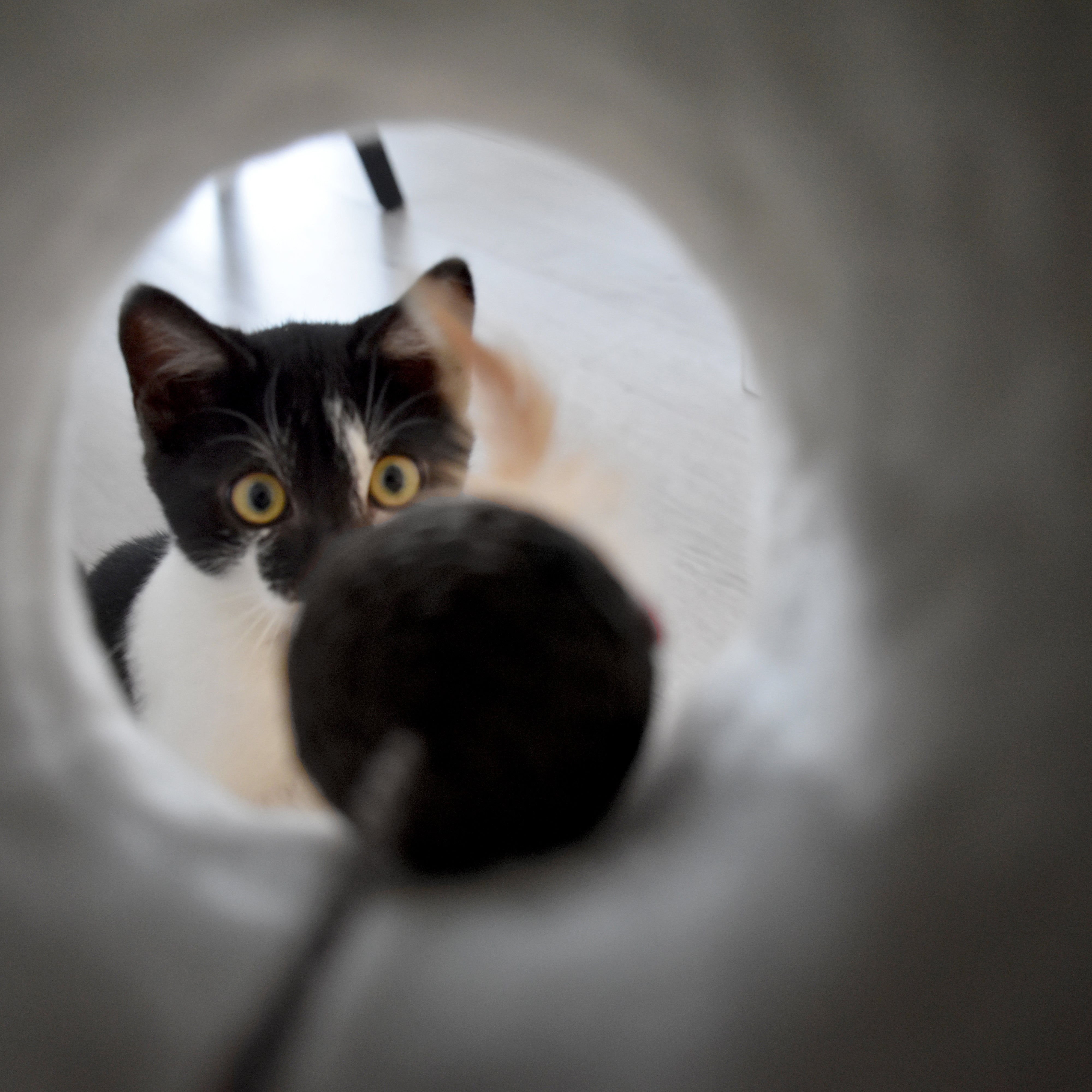 Cat scratching post - Roll