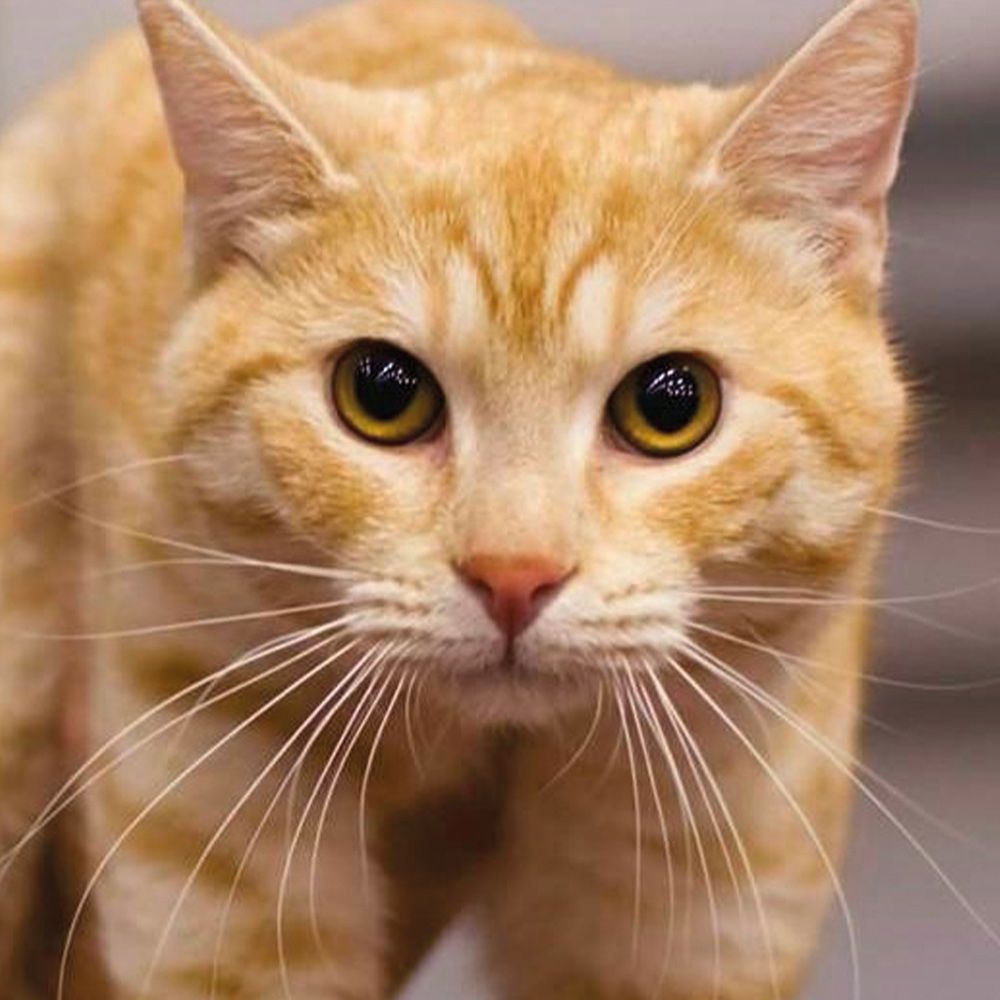 Gill's Shampoo per cane a pelo rosso dorato Nuvola Dorata