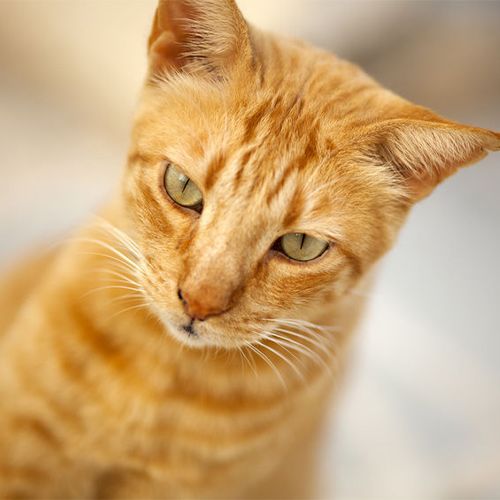 Powerfur Slanatore per Gatto Pelo Corto