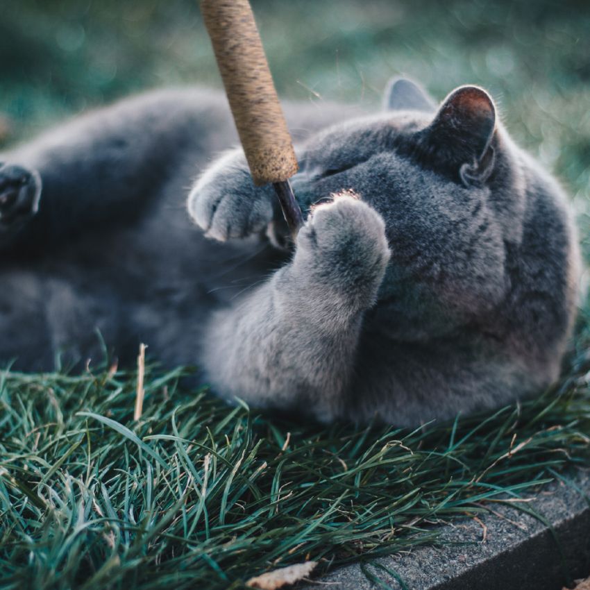 Gioco gatto Euphoria