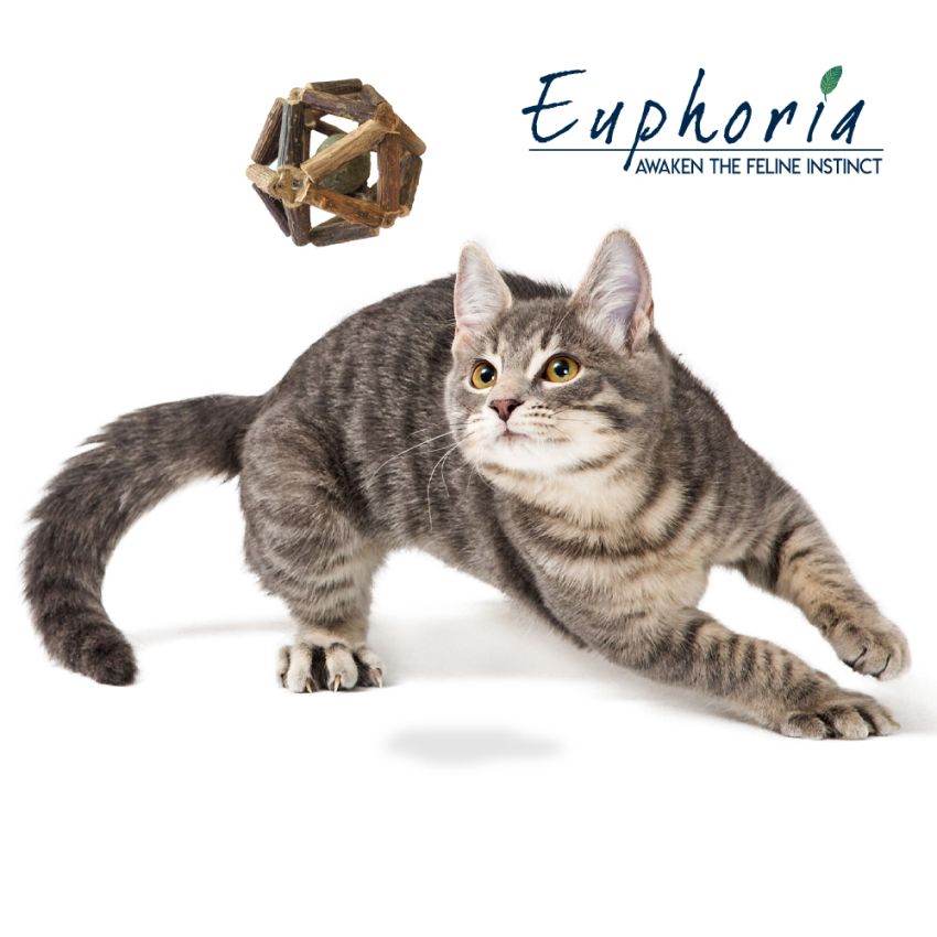 Giochi gatto Euphoria