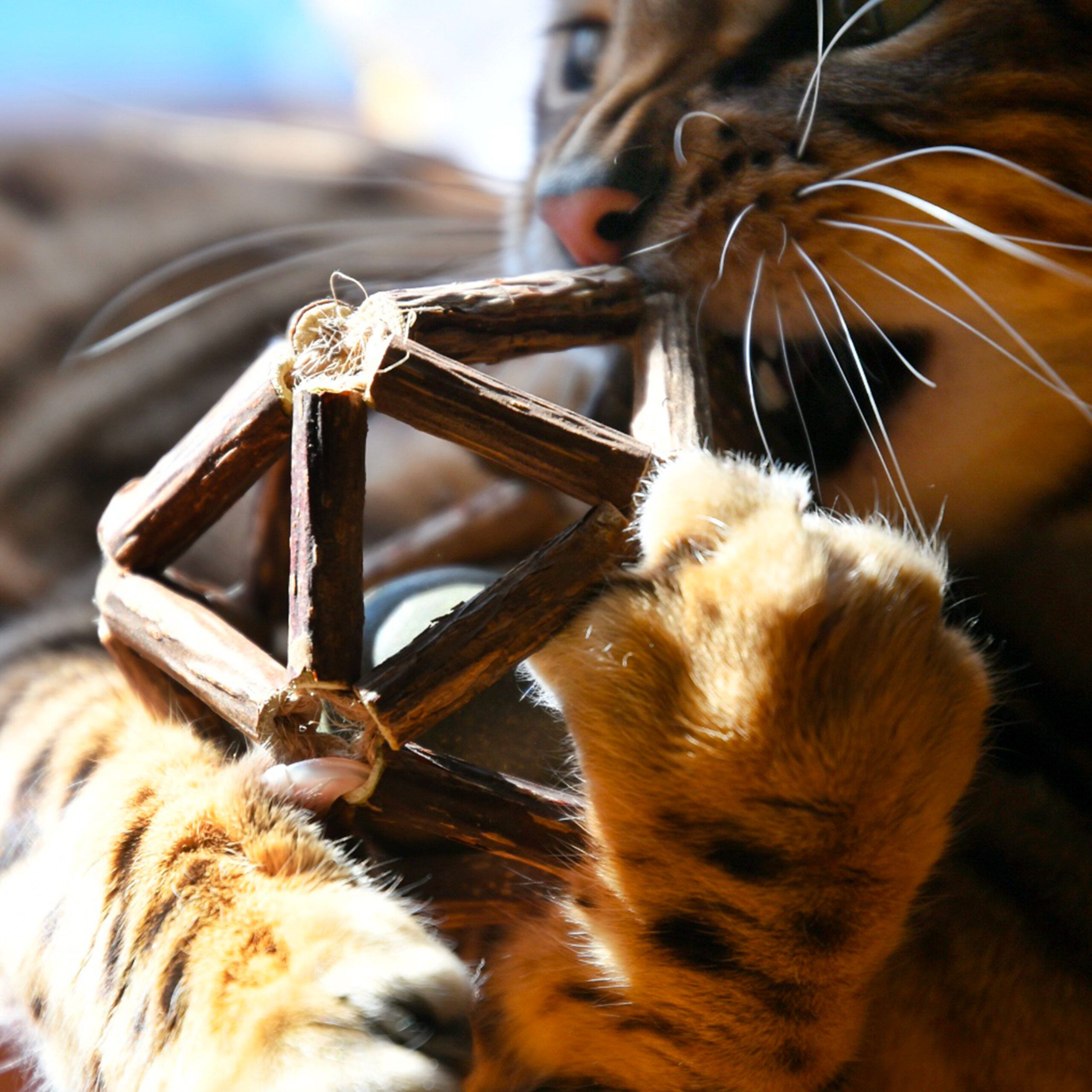 Jeu de balle à chat avec balle à herbe à chat - Euphoria