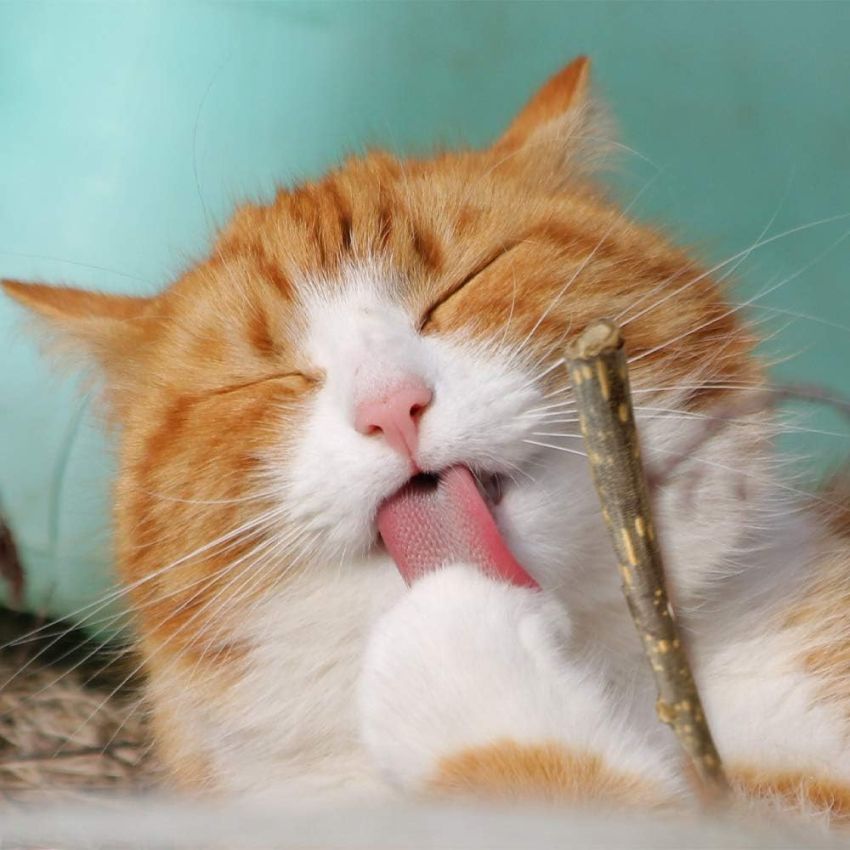 Gioco gatto Euphoria