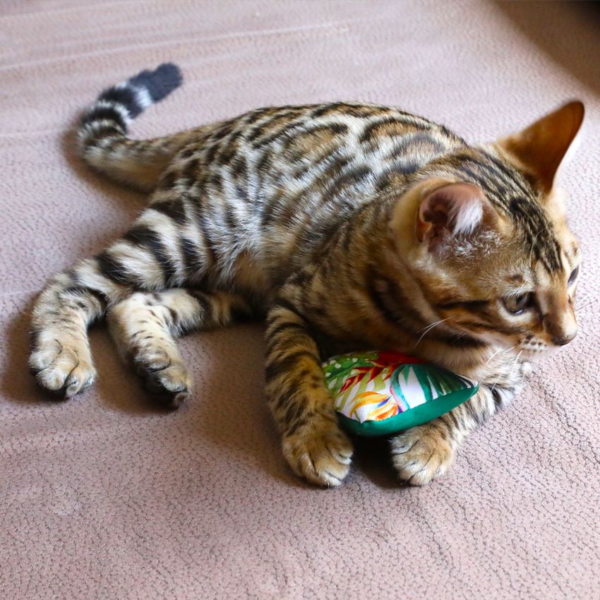 Gioco per gatti cuscinetti Euphoria