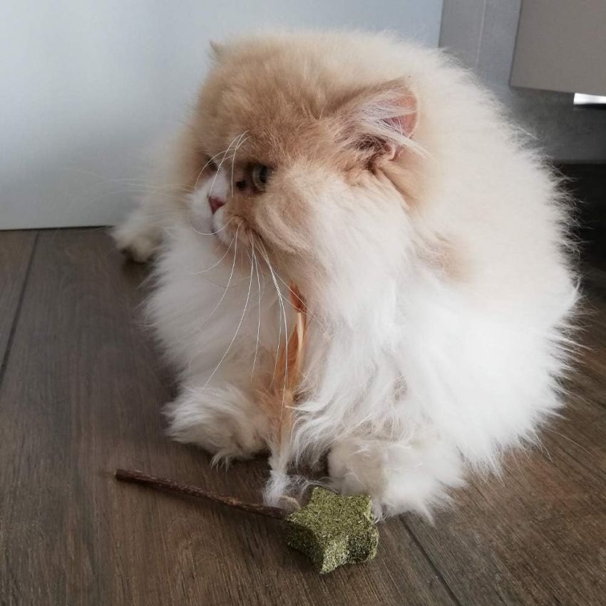 Gioco per gatto Euphoria