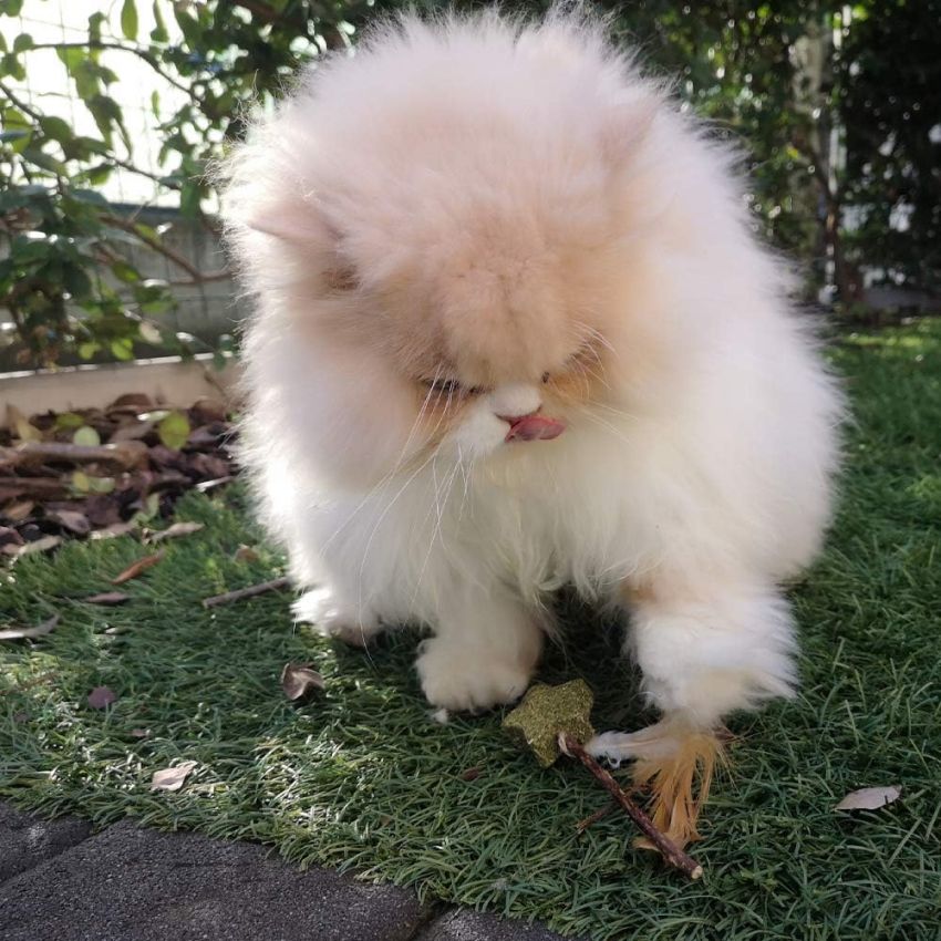 Gioco per gatto Euphoria