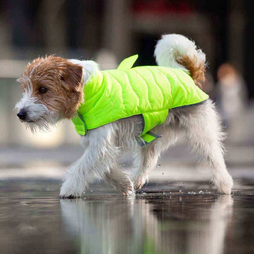 Giubbotti per cani Eco Leaves