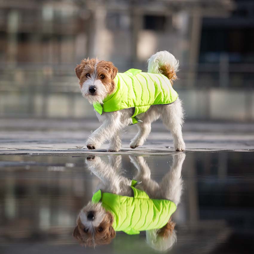 Giubbotto cani Eco Leaves