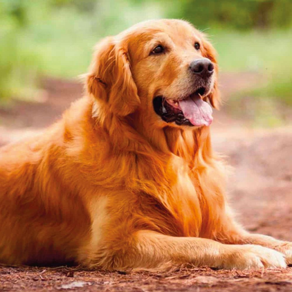 Champú para perros de pelo rojo dorado - Gill's Nuvola Dorata