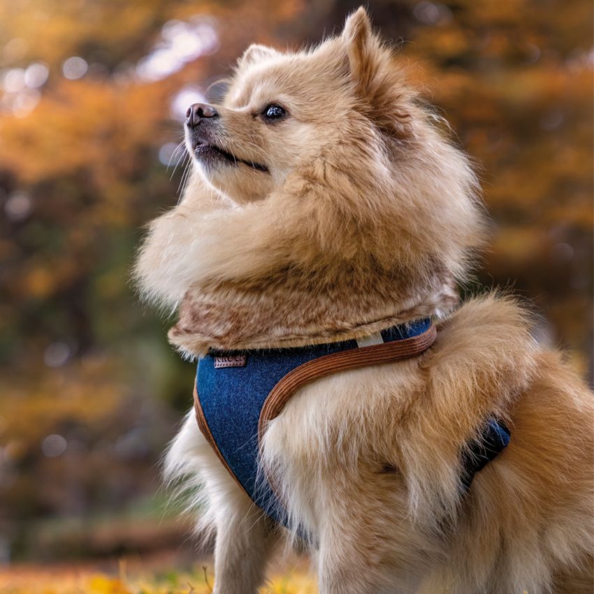 Guinzaglieria per cani Boho
