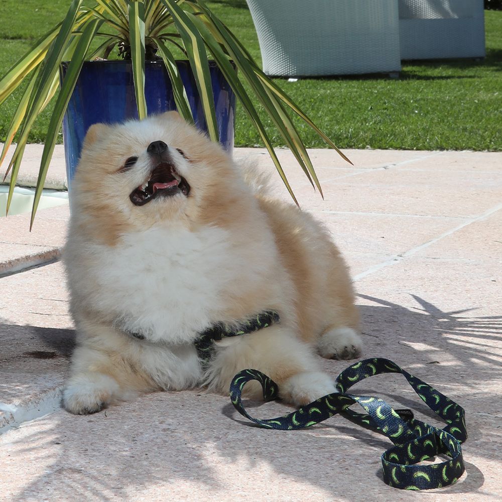 Bananenleine für Hunde