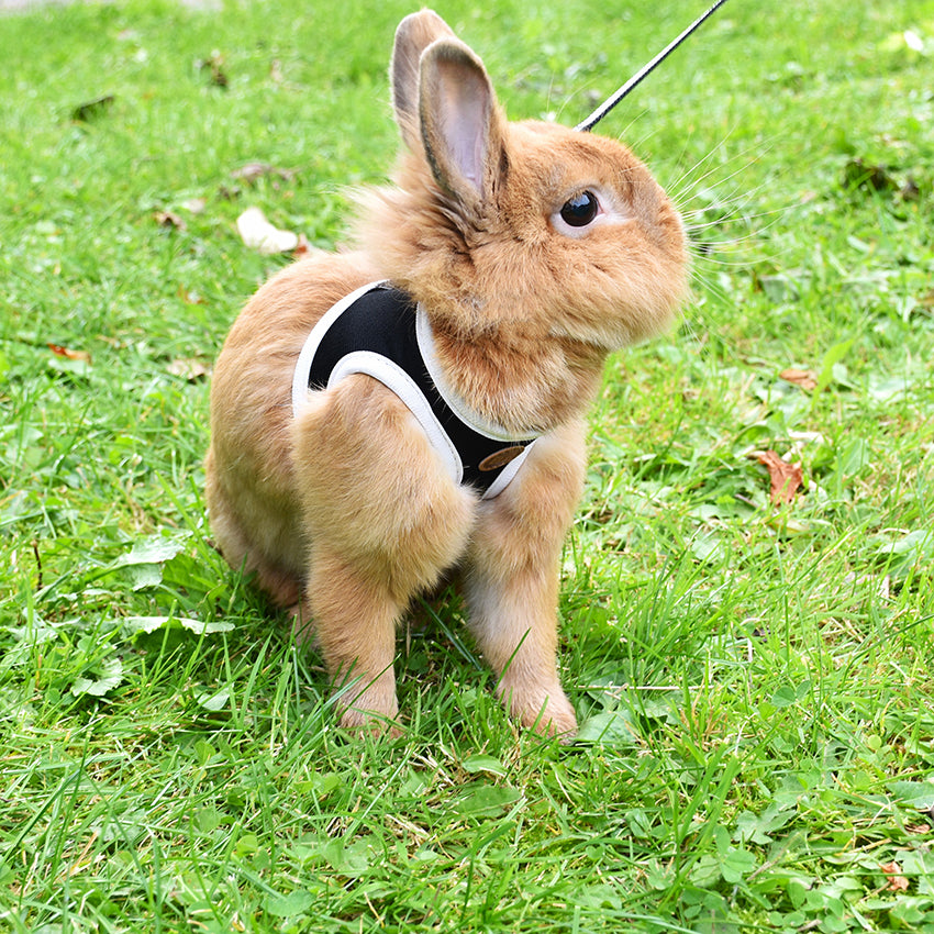 Bobby rabbit harness - Stripe