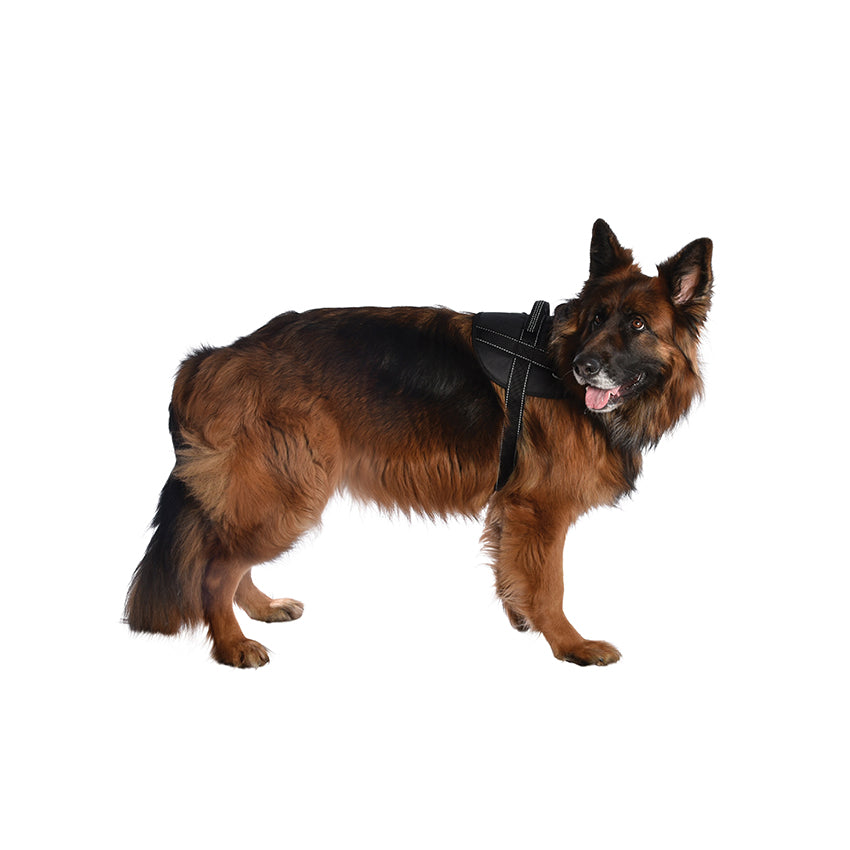 Pettorina Easy Safe per Cani Bobby con Medaglietta e Nylon Riflettente