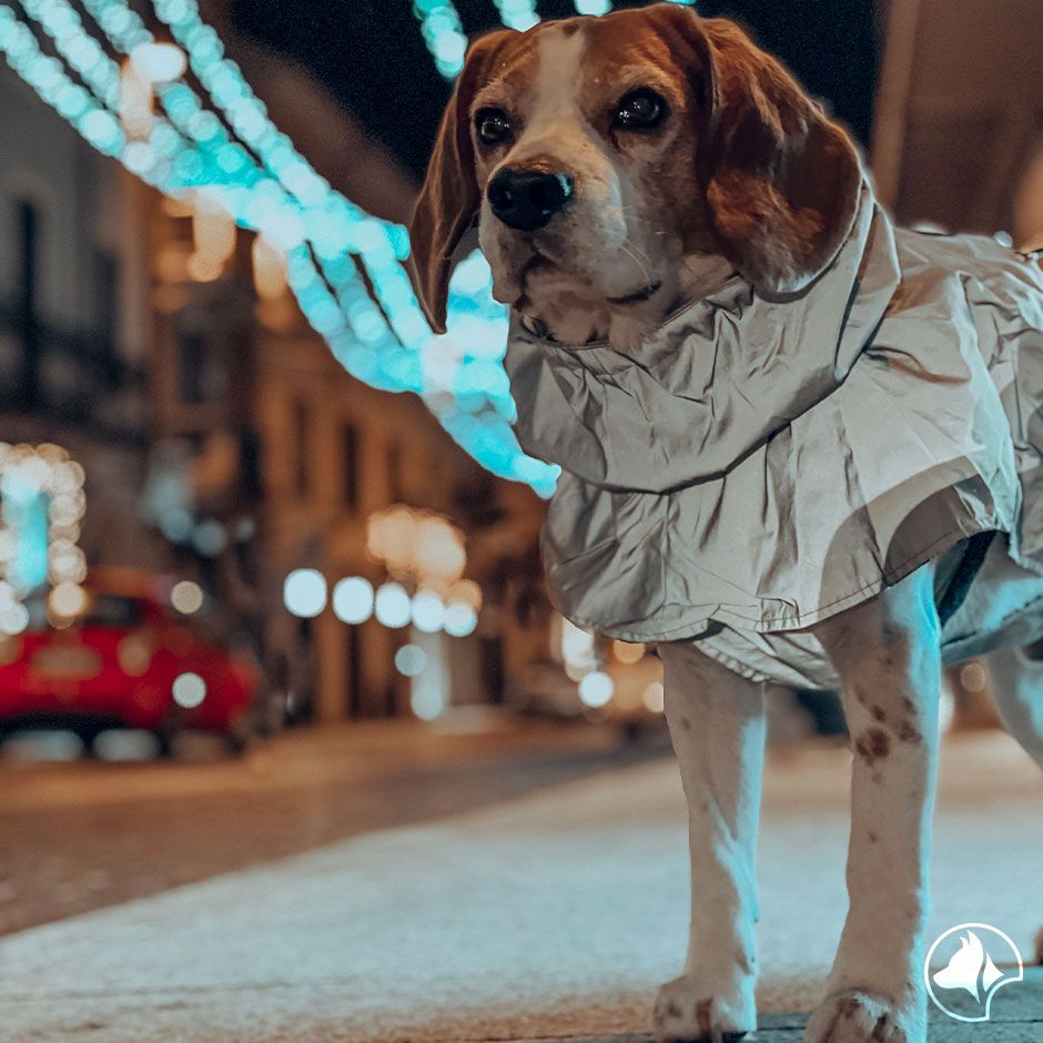 Wasserdichter Hundemantel – beim Wandern mit hoher Sichtbarkeit