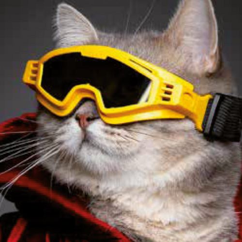 Horizon-Sonnenbrille für Katzen