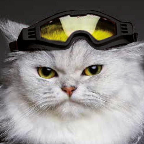 Gafas de sol Horizon para gatos