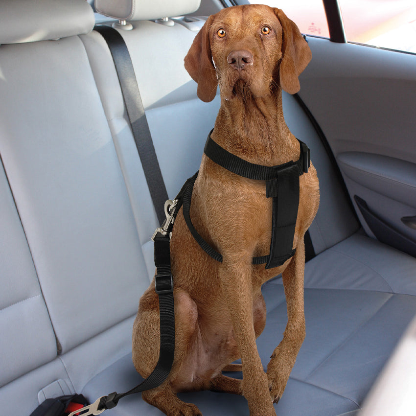 Geschirr mit Hundesicherheitsgurt für Autos - Safety Belt