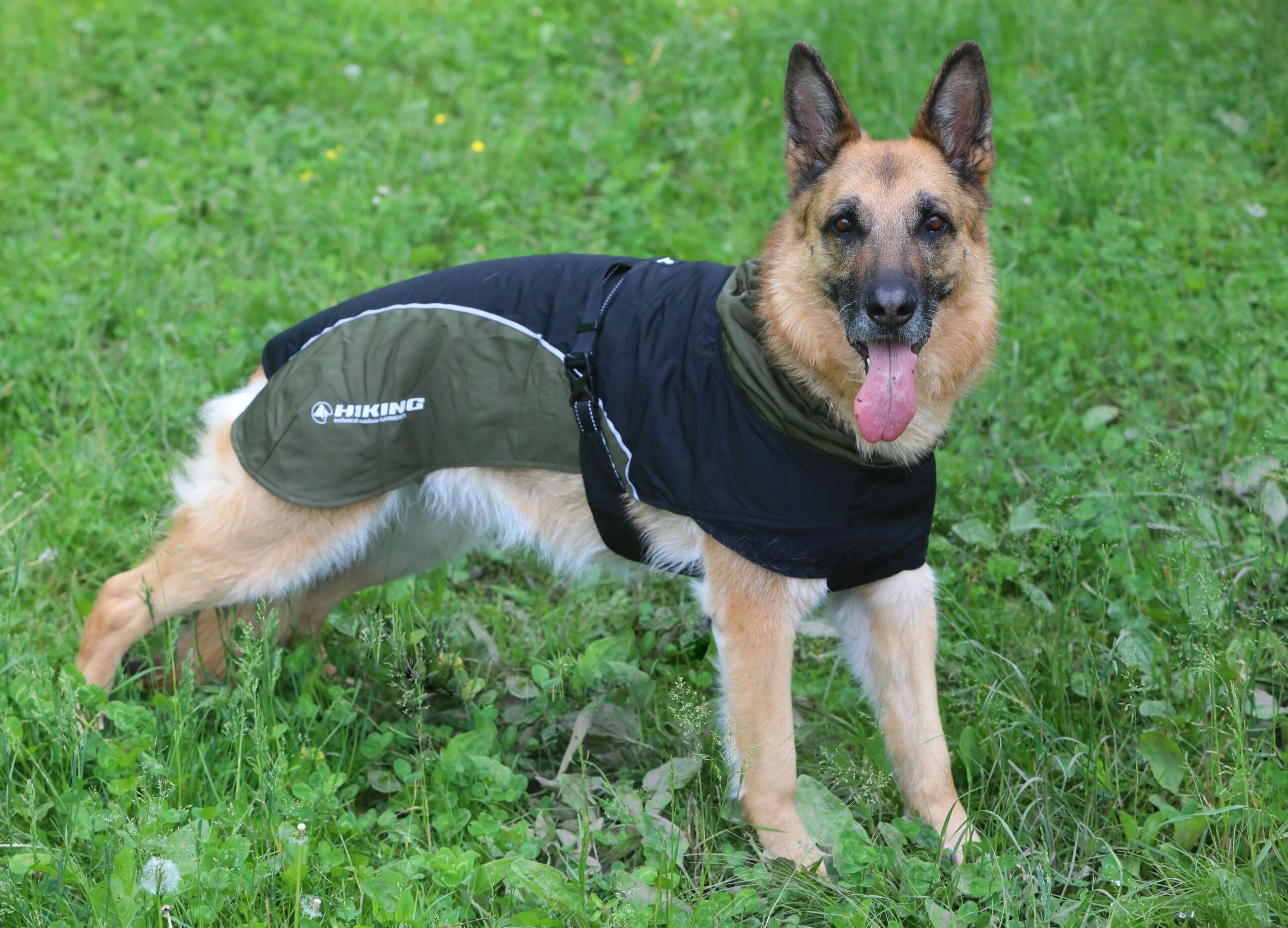 Veste imperméable pour chien - Randonnée Nanga