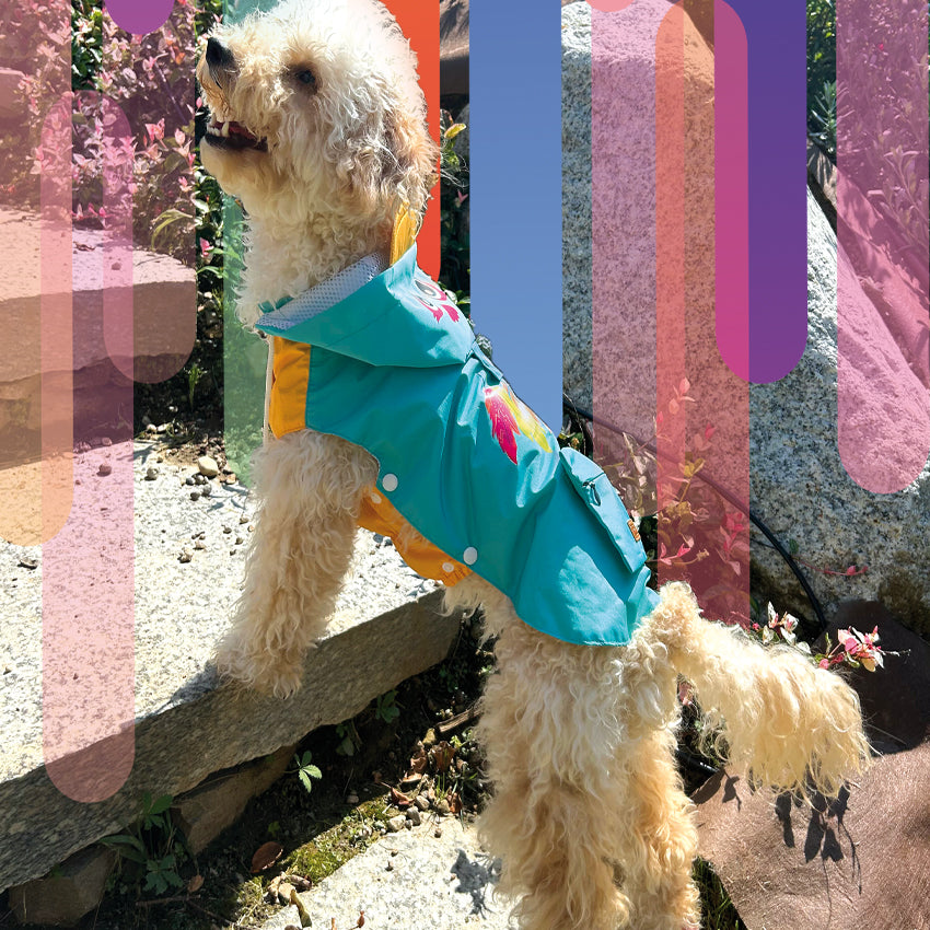 Dog raincoat - Rainbow Feather