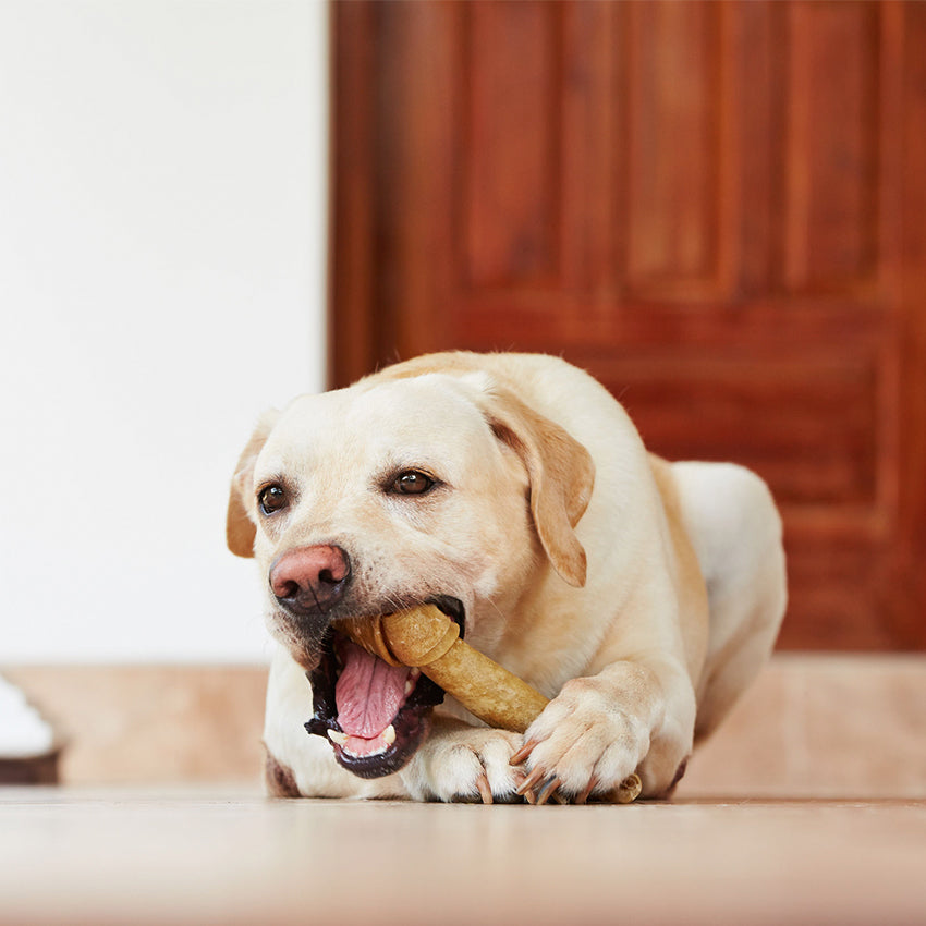 King Bone: osso per cani naturale annodato