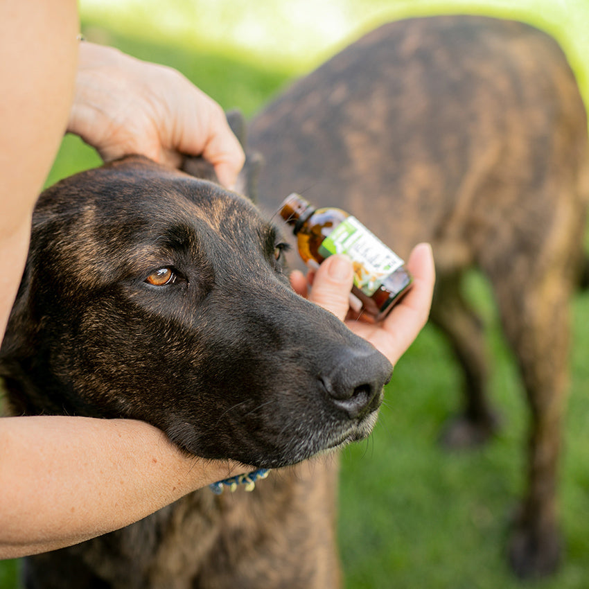 Solución calmante de aceite de neem para perros Niki Natural Defense