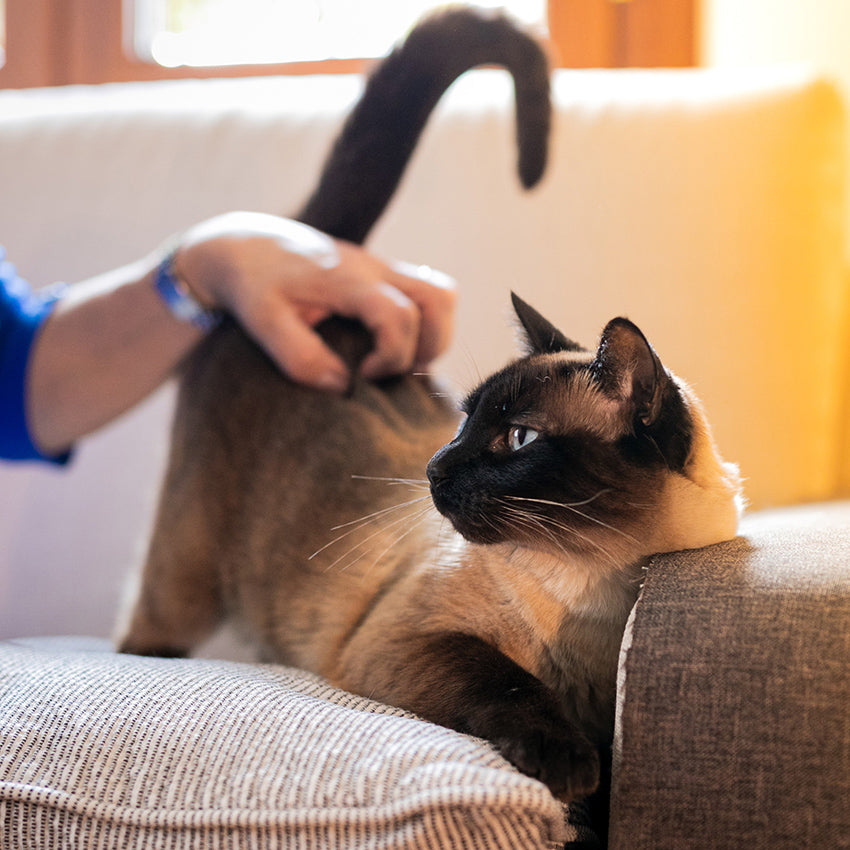 Solución calmante de aceite de neem para gatos Niki Natural Defense