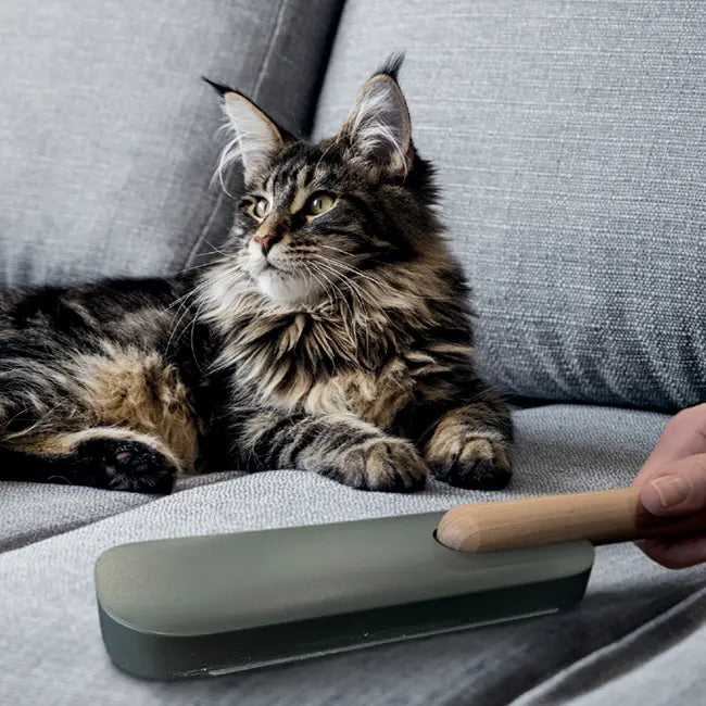 spazzola togli peli con gatto