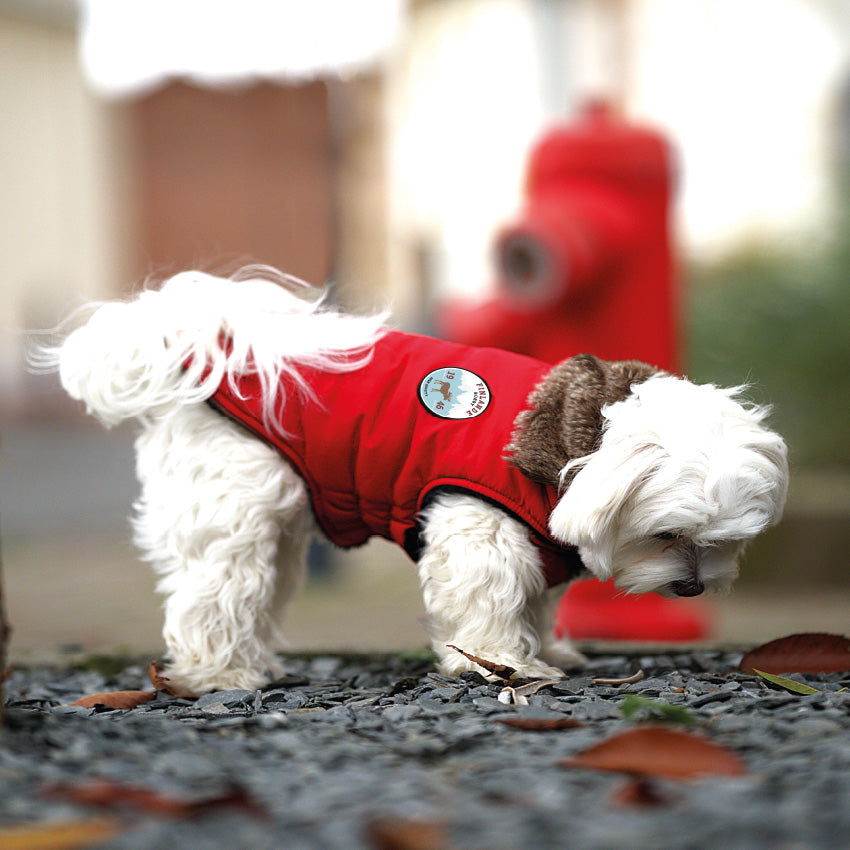 Manteau per cani imbottito con eco pelliccia e tasca GPS