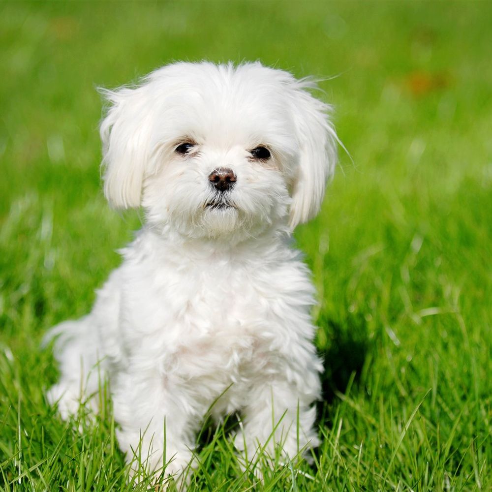 Shampoing pour chien maltais - Gill's