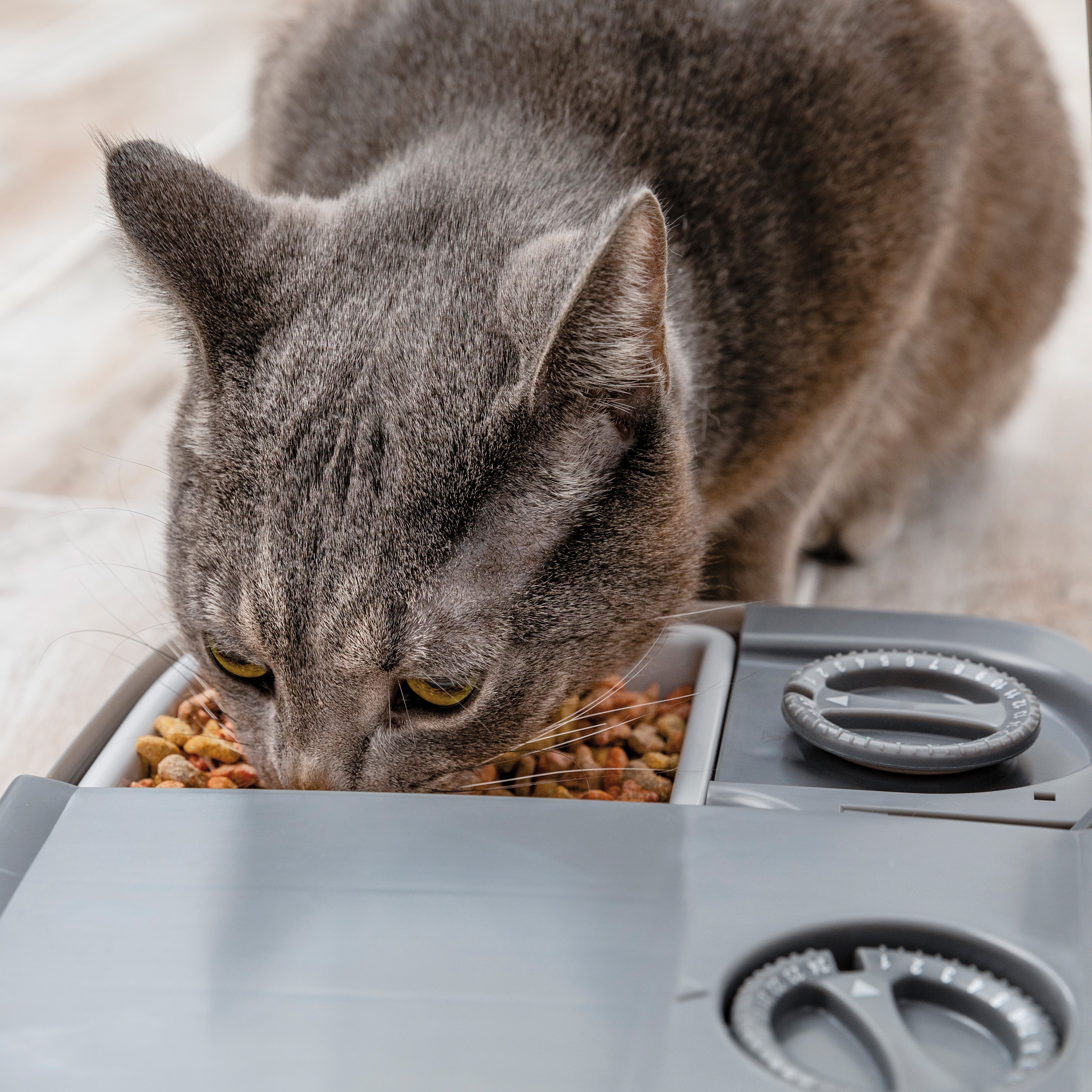 Mangeoire automatique pour chiens et chats 2 repas - Petsafe